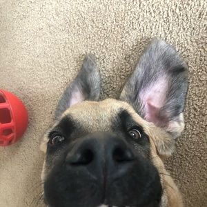 Meet your Posher, Max